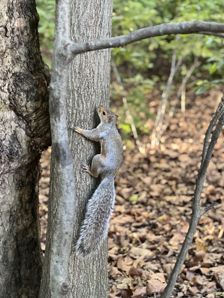 Ecureuil à central park