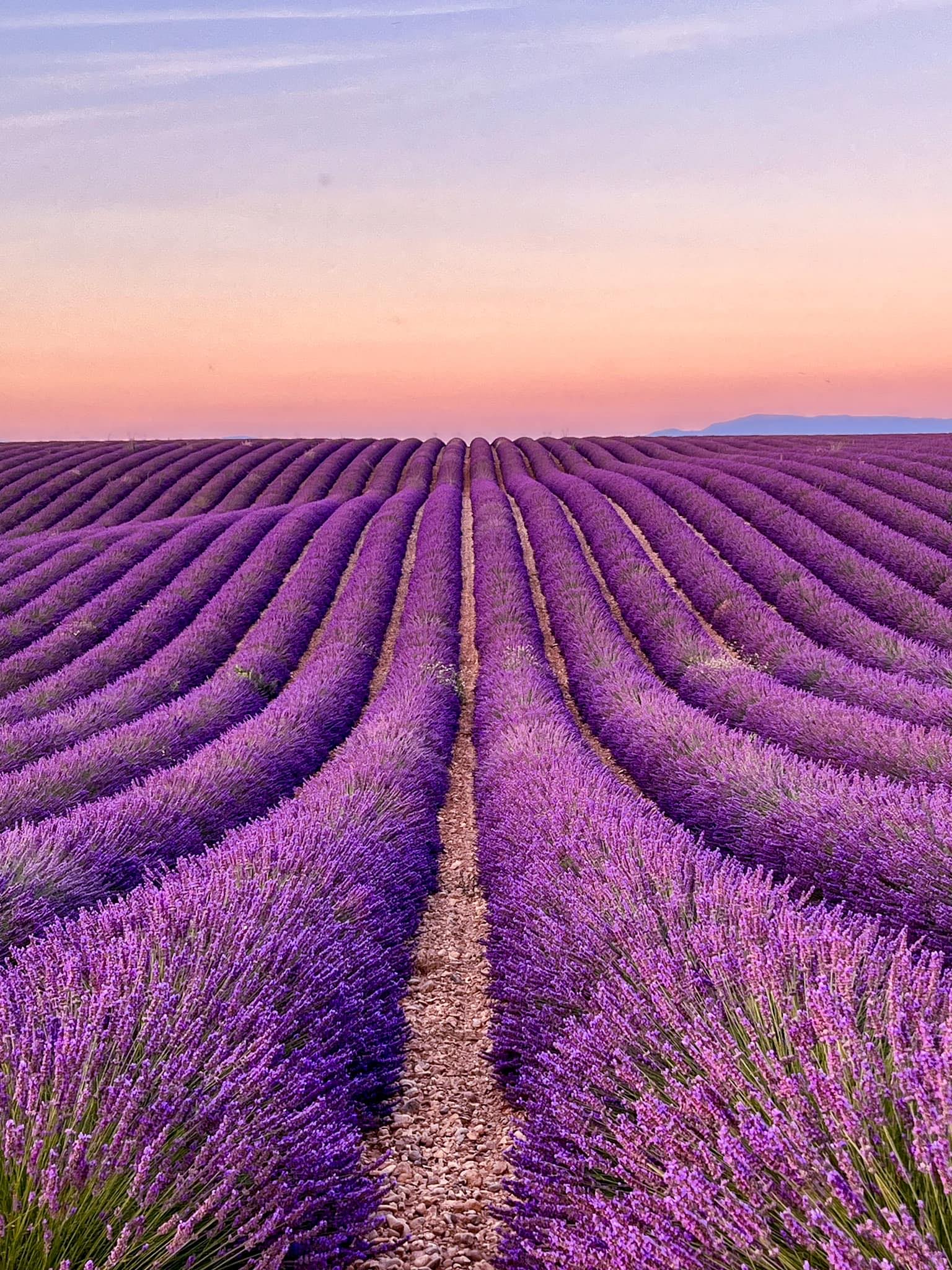 Champs de lavandes à Valensole
