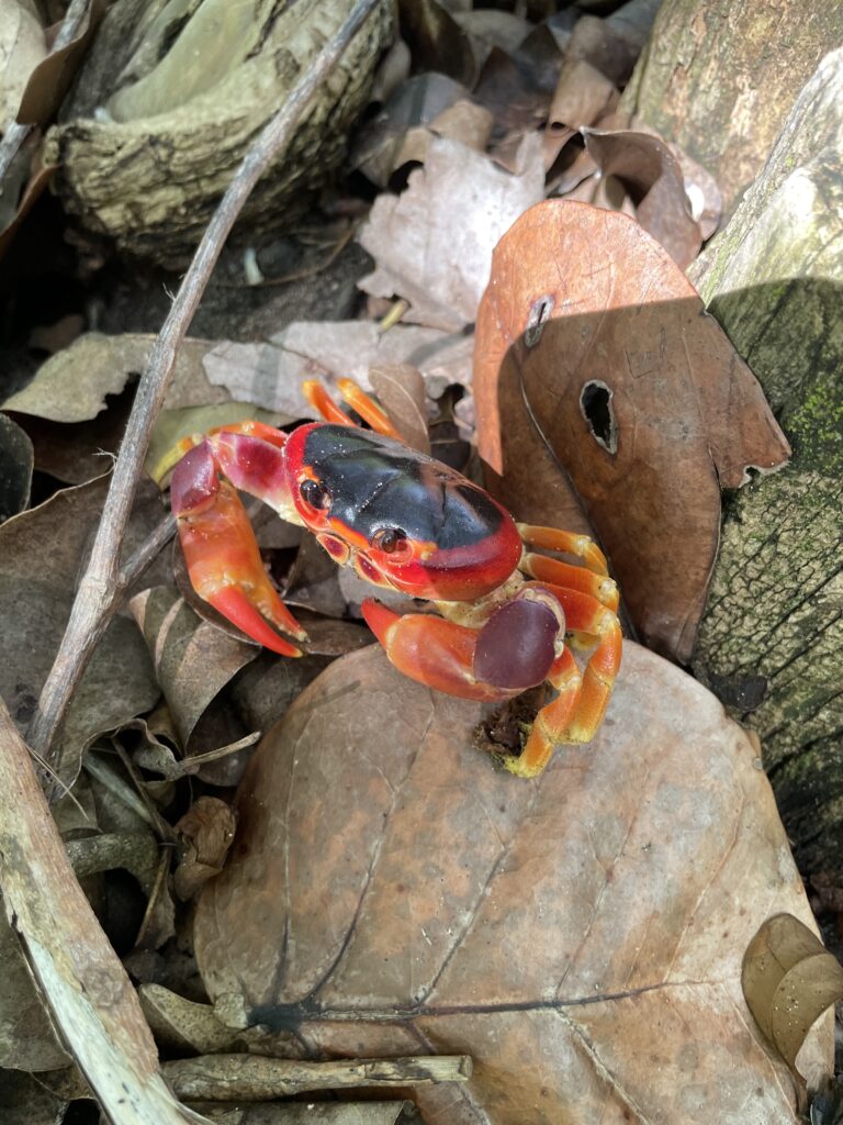 Crabe