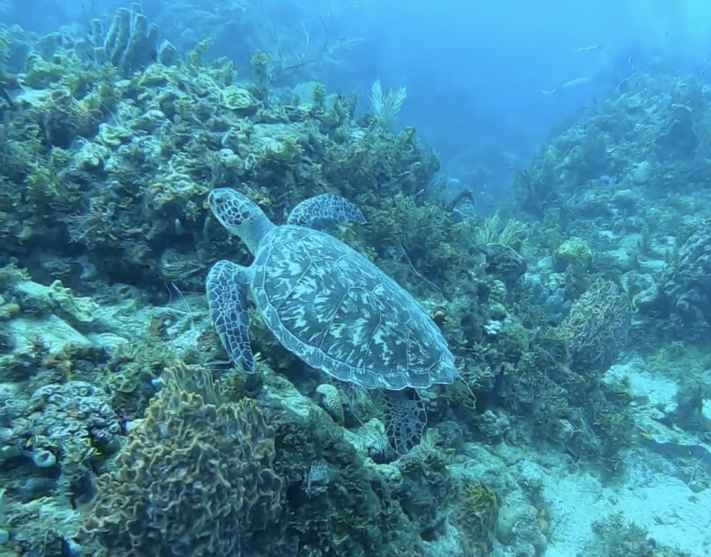 Tortue sous l'eau