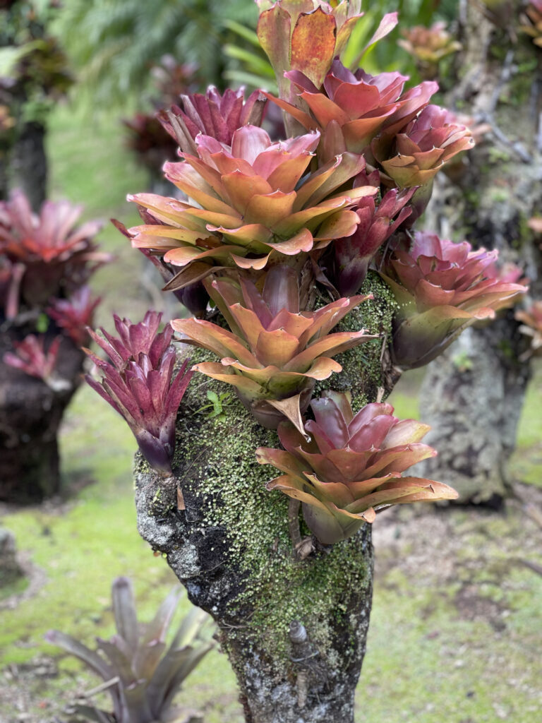 Plante tropicale au jardin de balata