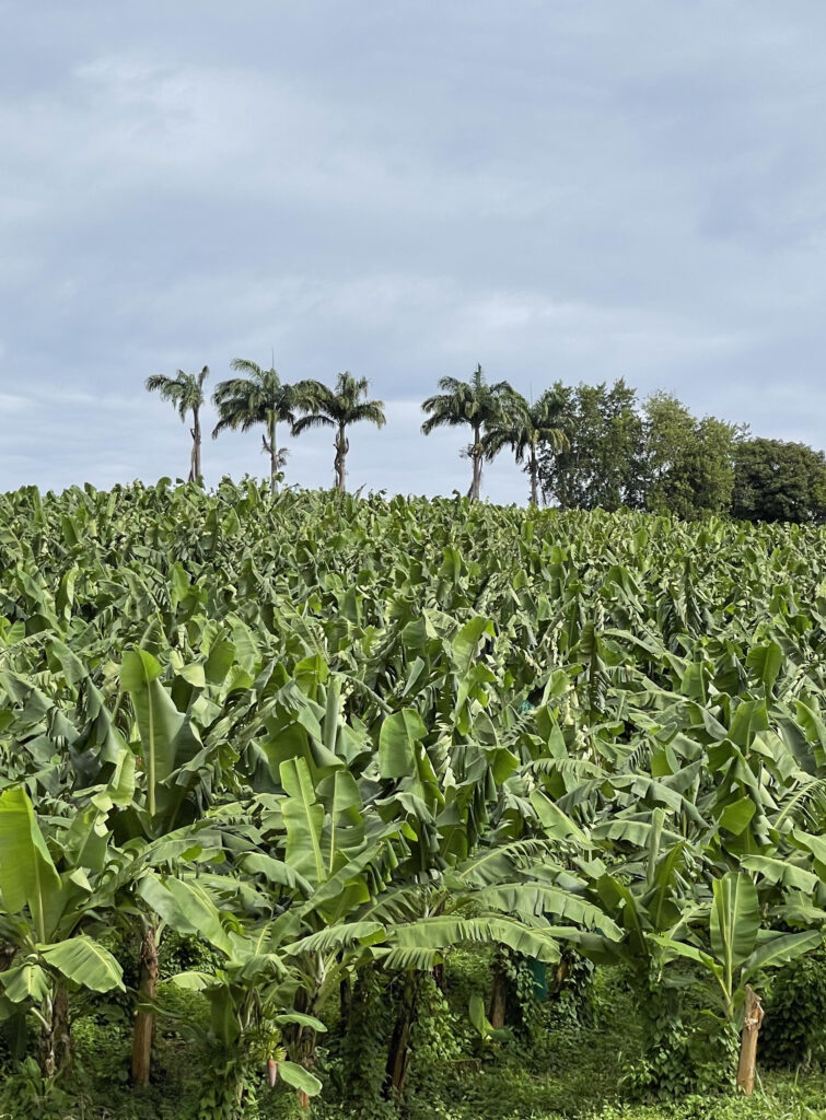 Plantation de bananiers