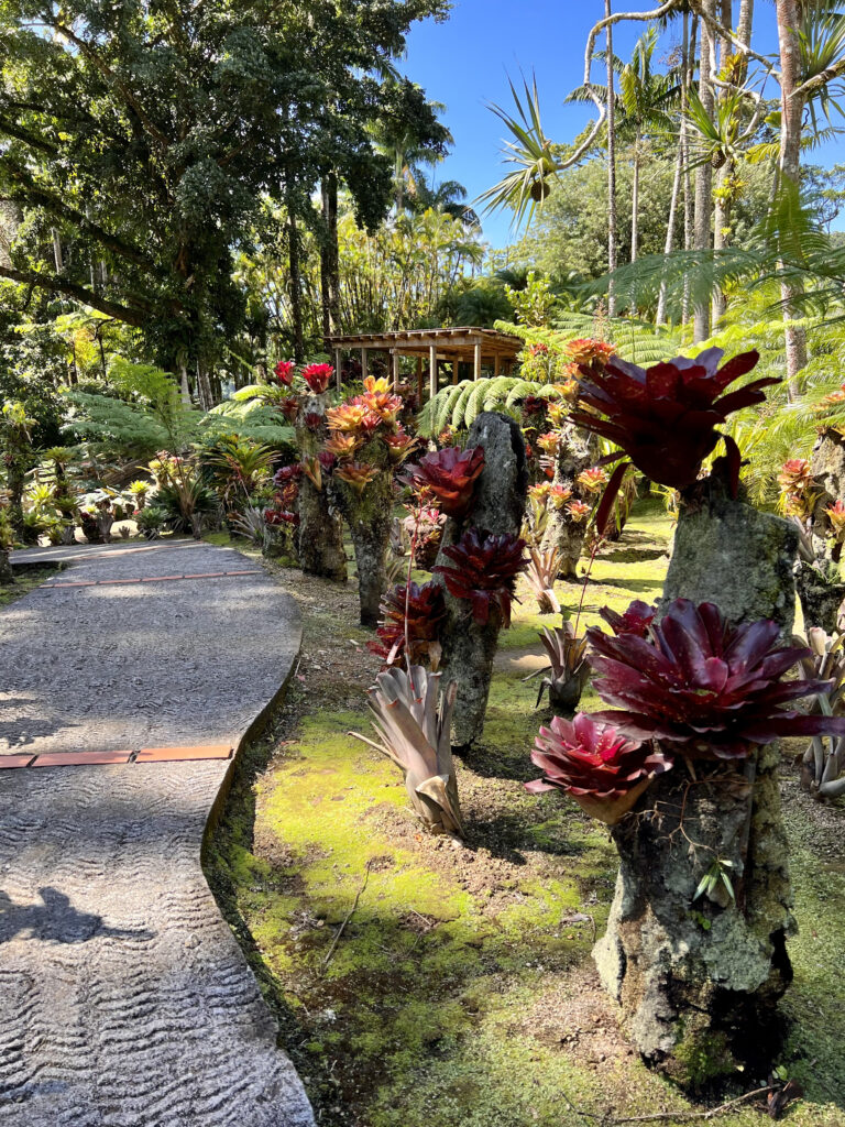 Plantes tropicales au jardin de Balata