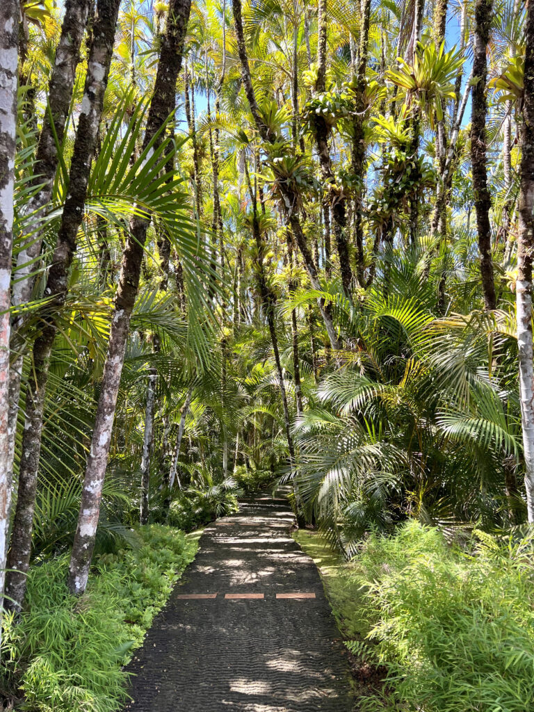Plantes tropicales au jardin de Balata