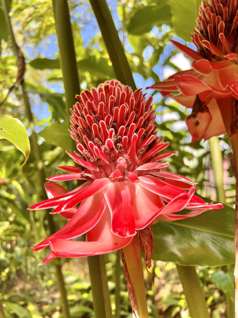 Fleur tropicale rouge au jardin de balata