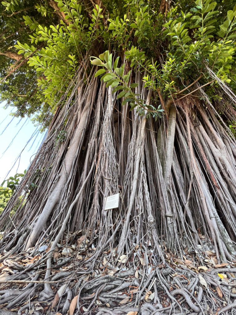 Arbre monumental