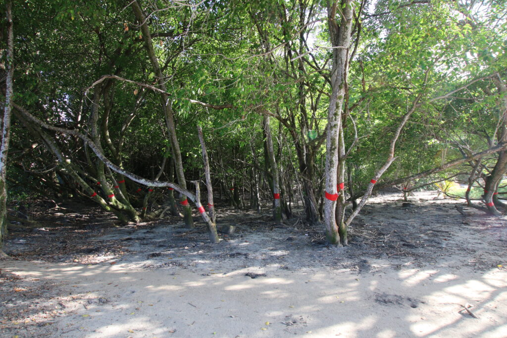 Arbres avec trait rouge sur la plage
