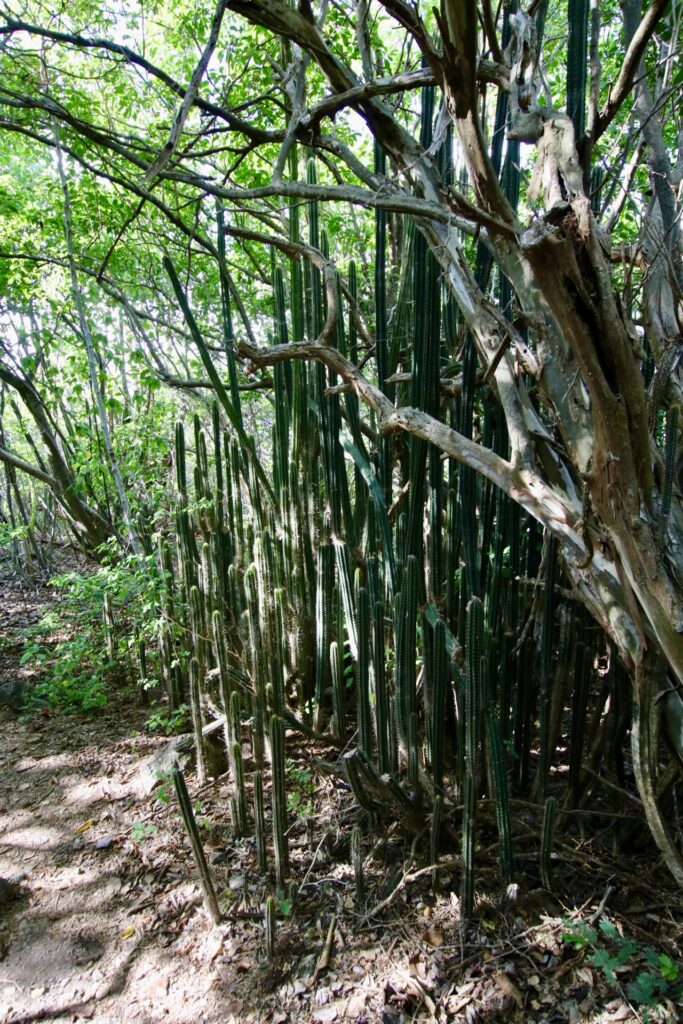 Forêt de cactus a Ilet chevalier