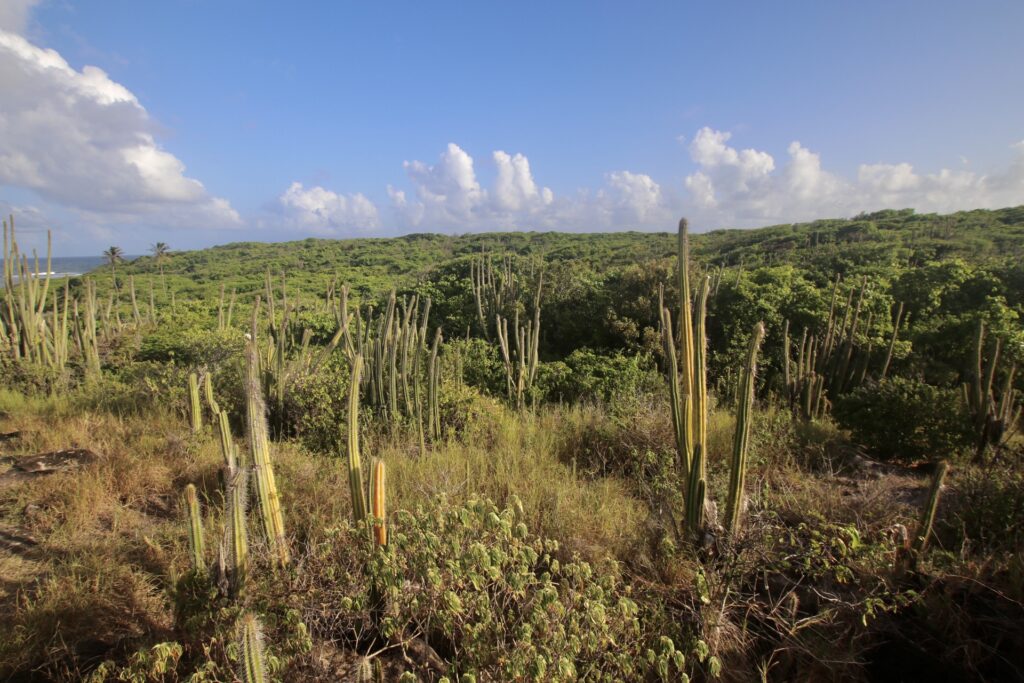 Cactus sur l'ilet chevalier